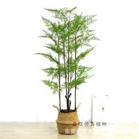 uploads/erp/collection/images/Home Garden/dgjiawang/XU0613041/img_b/XU0613041_img_b_5